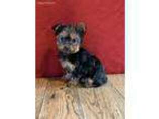 Yorkshire Terrier Puppy for sale in East Sparta, OH, USA