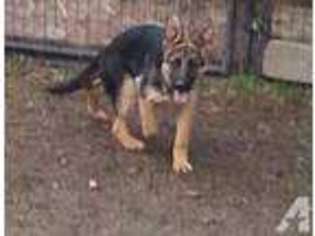 German Shepherd Dog Puppy for sale in BOTHELL, WA, USA