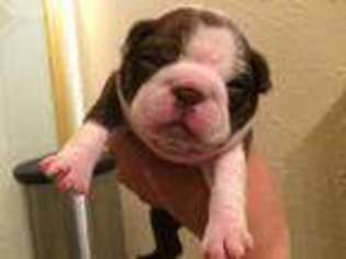 Boston Terrier Puppy for sale in Quanah, TX, USA