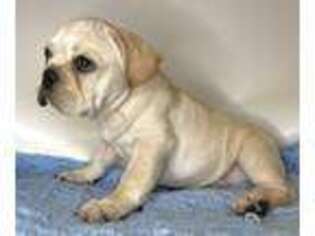 French Bulldog Puppy for sale in Williamsburg, VA, USA