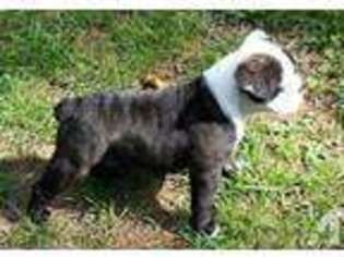 Olde English Bulldogge Puppy for sale in DALTON, GA, USA