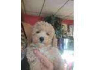 Mutt Puppy for sale in Ogdensburg, WI, USA