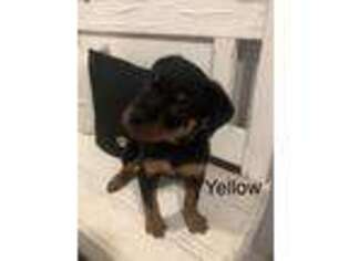 Rottweiler Puppy for sale in Melbourne, FL, USA
