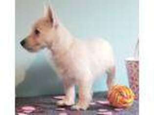 West Highland White Terrier Puppy for sale in West New York, NJ, USA