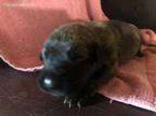 Mastiff Puppy for sale in Troy, AL, USA