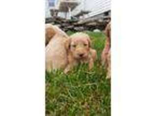 Labradoodle Puppy for sale in Bremen, IN, USA
