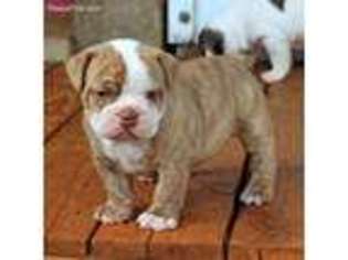 Olde English Bulldogge Puppy for sale in Frankston, TX, USA