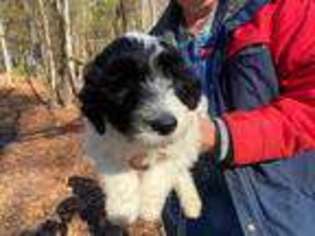 Portuguese Water Dog Puppy for sale in Pittsburgh, PA, USA
