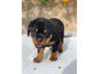Rottweiler Puppy for sale in Corona, CA, USA