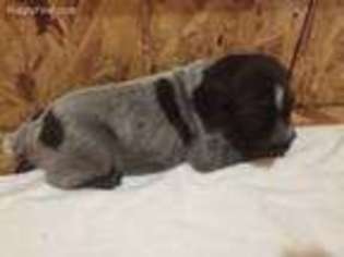 Wirehaired Pointing Griffon Puppy for sale in Loveland, CO, USA