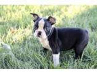 Boston Terrier Puppy for sale in Berryville, AR, USA