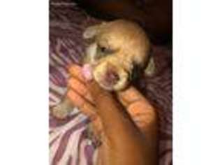 Chihuahua Puppy for sale in Woodbridge, NJ, USA