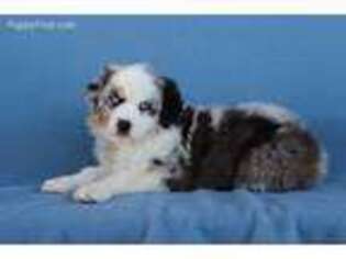 Australian Shepherd Puppy for sale in West Plains, MO, USA