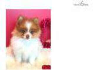 Pomeranian Puppy for sale in Fort Worth, TX, USA