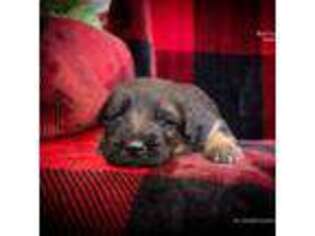 German Shepherd Dog Puppy for sale in Chehalis, WA, USA