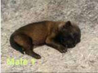 Belgian Malinois Puppy for sale in Stratford, OK, USA