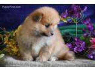 Pomeranian Puppy for sale in Christiana, PA, USA
