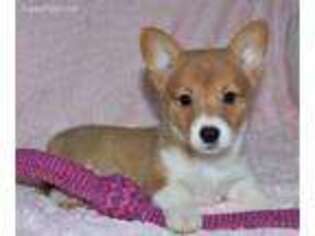 Pembroke Welsh Corgi Puppy for sale in Shipshewana, IN, USA