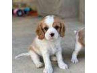 Cavalier King Charles Spaniel Puppy for sale in Saint Hedwig, TX, USA