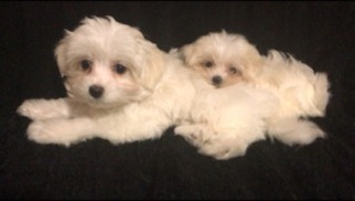 Maltese Puppy for sale in Denton, TX, USA