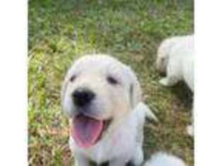 Golden Retriever Puppy for sale in Awendaw, SC, USA