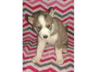 Siberian Husky Puppy for sale in Maricopa, AZ, USA