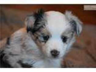 Miniature Australian Shepherd Puppy for sale in Salt Lake City, UT, USA