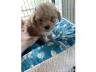 Mutt Puppy for sale in Forsyth, GA, USA