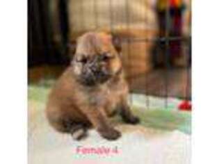 Pomeranian Puppy for sale in Hogansburg, NY, USA