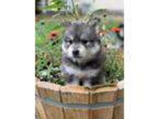 Siberian Husky Puppy for sale in North Bend, OR, USA