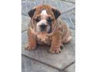 Bulldog Puppy for sale in Buffalo Grove, IL, USA