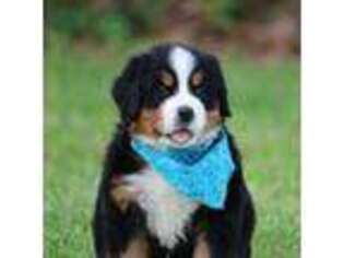 Bernese Mountain Dog Puppy for sale in Purdy, MO, USA
