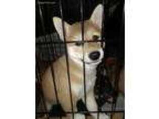 Shiba Inu Puppy for sale in Creighton, MO, USA