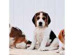 Beagle Puppy for sale in Simi Valley, CA, USA