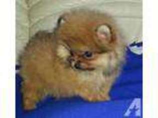 Pomeranian Puppy for sale in BAY CITY, MI, USA