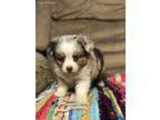 Miniature Australian Shepherd Puppy for sale in West Plains, MO, USA