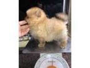 Pomeranian Puppy for sale in Fresno, CA, USA