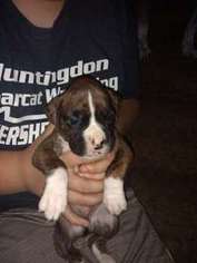 Boxer Puppy for sale in Huntingdon, PA, USA