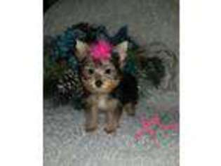 Yorkshire Terrier Puppy for sale in West Monroe, LA, USA