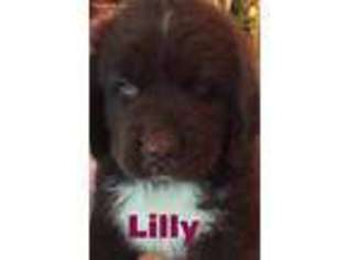 Newfoundland Puppy for sale in Lindsey, OH, USA
