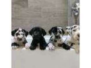 Great Dane Puppy for sale in Jersey City, NJ, USA