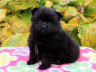 Pomeranian Puppy for sale in Gap, PA, USA