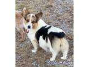 Pembroke Welsh Corgi Puppy for sale in Red Boiling Springs, TN, USA