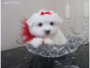 Maltese Puppy for sale in Stroudsburg, PA, USA