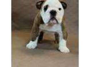 Bulldog Puppy for sale in Fredericksburg, IA, USA