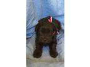 Mutt Puppy for sale in Blanding, UT, USA