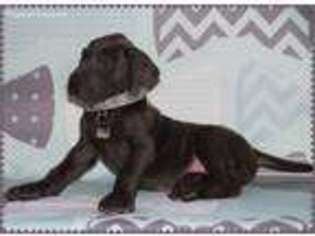 Great Dane Puppy for sale in Pleasant Grove, UT, USA