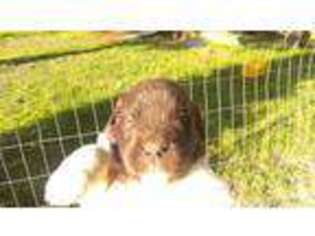 Newfoundland Puppy for sale in Defuniak Springs, FL, USA
