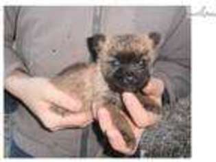 Cairn Terrier Puppy for sale in Charlottesville, VA, USA