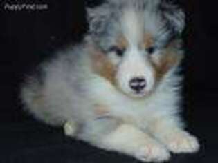 Shetland Sheepdog Puppy for sale in Conway, MO, USA